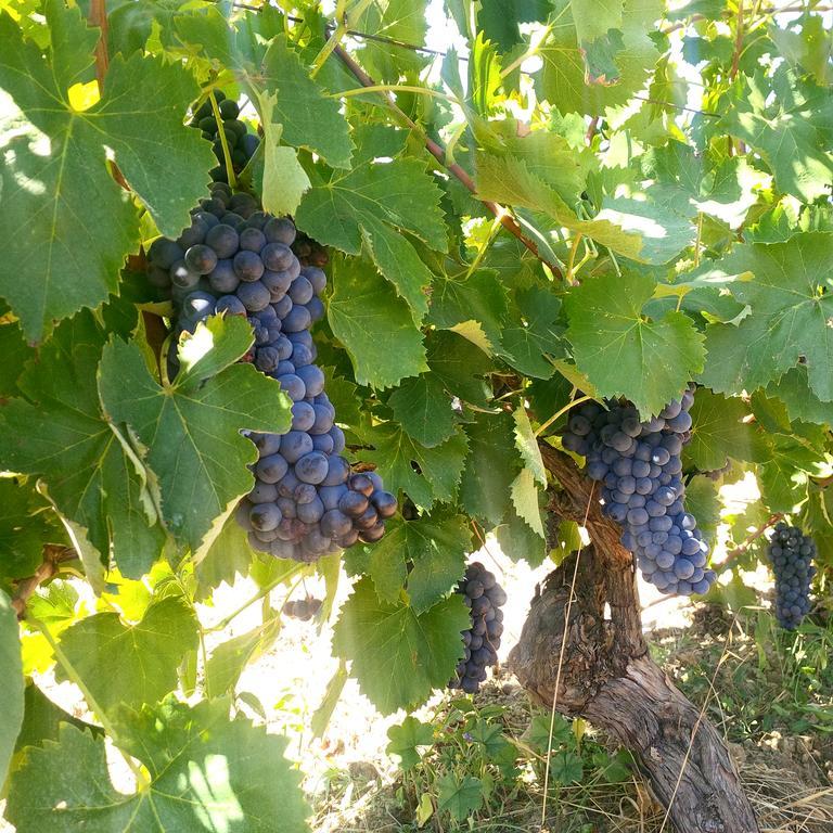 Agriturismo San Giusto モンティアーノ エクステリア 写真